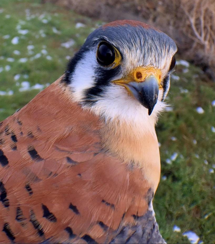 The effects of climate change and advancing growing seasons on the nesting phenology of American kestrels in