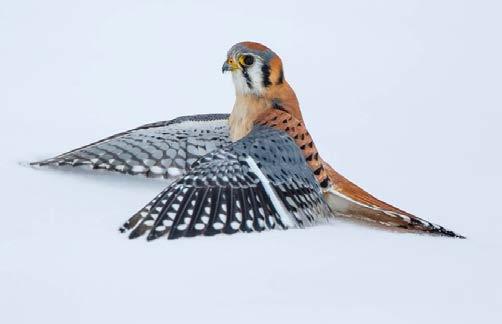 In years with warmer winters, kestrels: Migrated