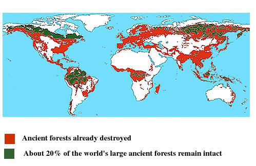 Păduri vechi distruse 20% din pădurile vechi au rămas intacte.