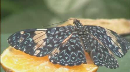 Changing Planet: Adaptation of Butterflies NBC Learn