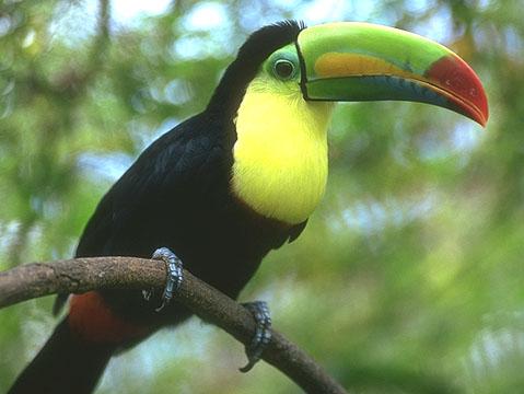 Toucan The toucan's beak is adapted to grab and crush fruit
