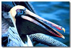 Pelican The pelican s beak is adapted