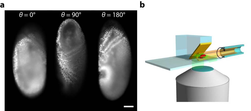 Supplementary Figure 11 Multiview imaging of Drosophila embryo. (a) sospim optical sections of a Drosophila embryo expressing the nuclear protein histone-mcherry imaged with a 20 /0.