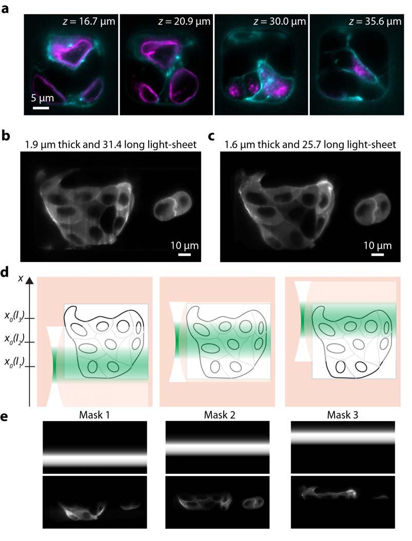 Supplementary Figure 7 sospim imaging of a large cell aggregate.