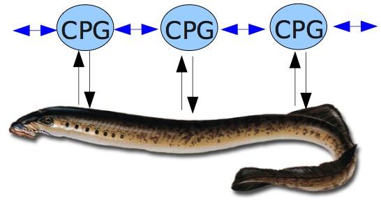 Locomotion Controller: Bio-inspired Approach Central Pattern Generators (CPG) Control