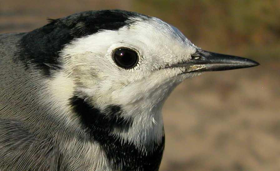 Juveniles cannot be sexed using plumage characters. WHITE WAGTAIL (Motacilla alba) IDENTIFICATION 6-9 cm.