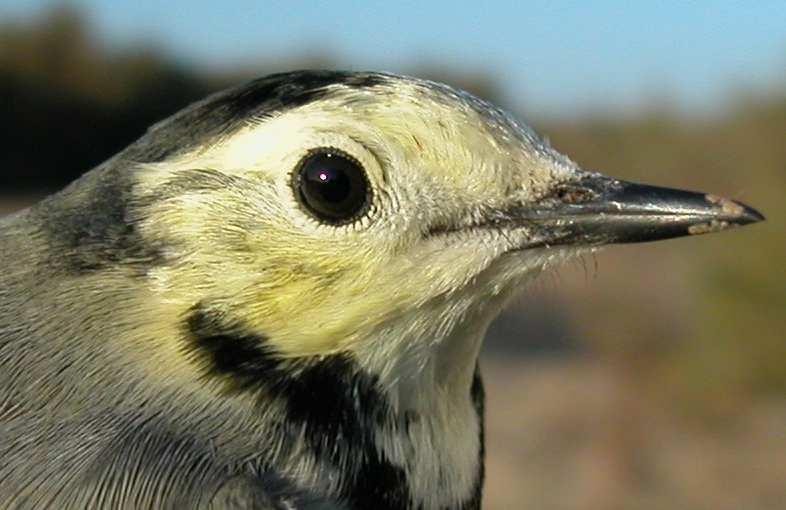 Pattern of forehead and crown: left male