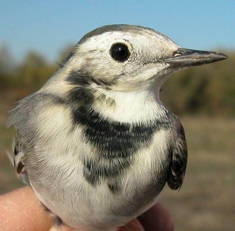 male (30-X);  White Wagtail.