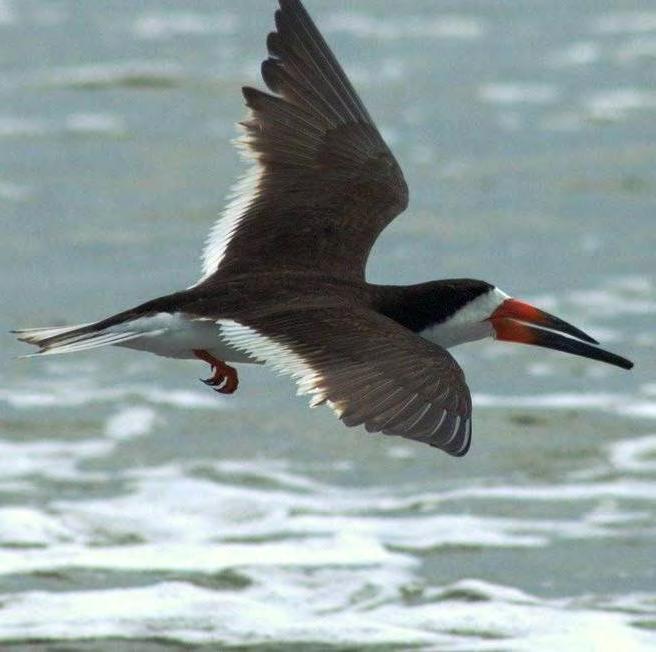 Impacts on Seabird Nesting Habitat on Sandy Point Least Tern Nesting 1990 144