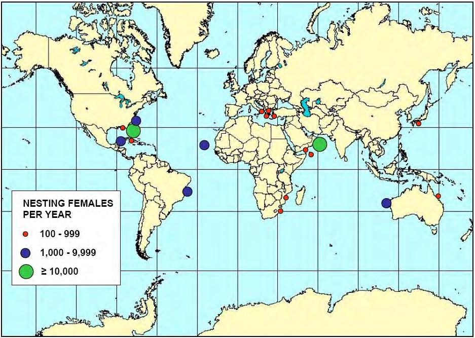Island Global Distribution