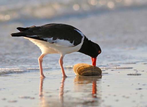 Cape Romain NWR Wilderness Vital Habitat for Shorebirds American Oystercatcher Annually supports