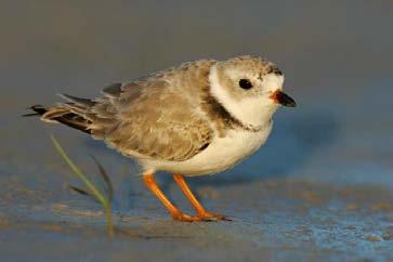 for Piping Plover only 6,400 left on the planet Nesting by Least Tern: Redlist Species on Audubon