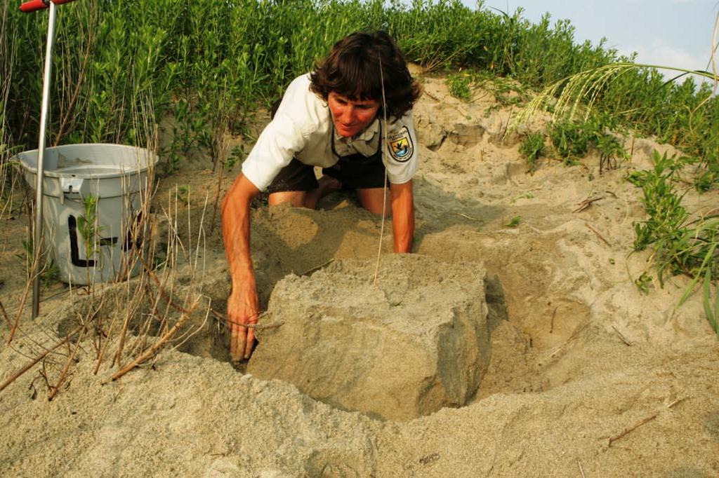 Loggerhead Sea Turtle Threats to nesting success: loss of suitable nesting habitat, predation, rising temperatures Sexual maturity at 25-30 Females nest where they were hatched Egg laying 1-7 times