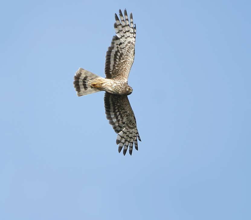 Figure 2 continued: Hen Harrier known sites in England 2002 2008 2004 2005 2006 2007 The success of Hen Harrier nesting attempts in England 2002 2008 2008 A total of 72 nesting attempts were