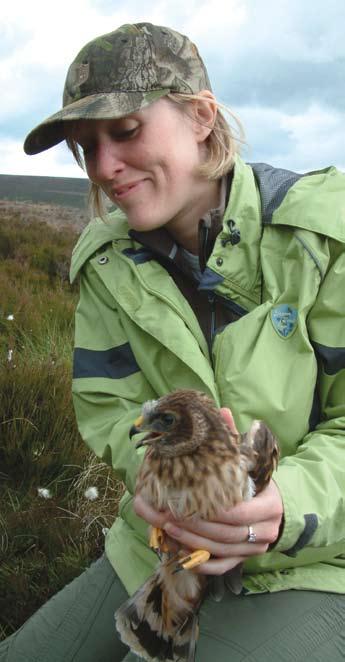 Variation in the success of Hen Harrier nesting attempts by land use in England 2002 2008 It is evident from the table that relatively few of the Hen Harrier nesting attempts on grouse moors were