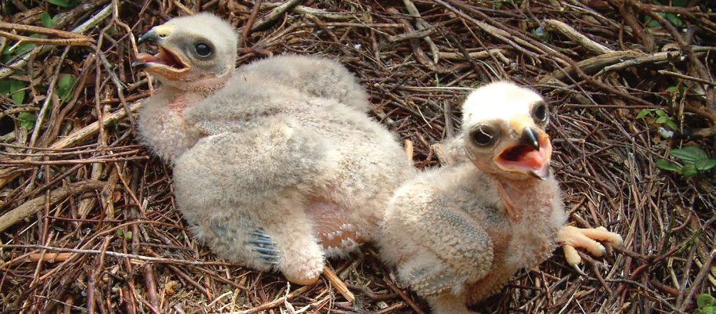 Figure 4: The % of attempts failing as a result of adult Hen Harriers disappearing, by land class The Hen Harrier in England outside the season 70% 60% 50% 40% 30% 20% 10% Hen Harriers which breed in