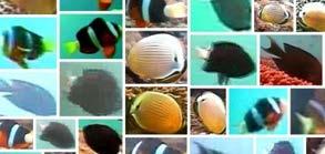 Video-based fish detection