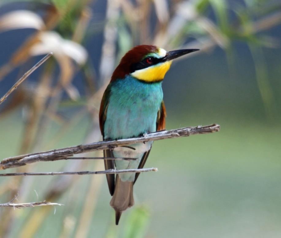 As we approached the Yecla end we had great views of a small colony of European Bee-eaters nesting bythetrack.