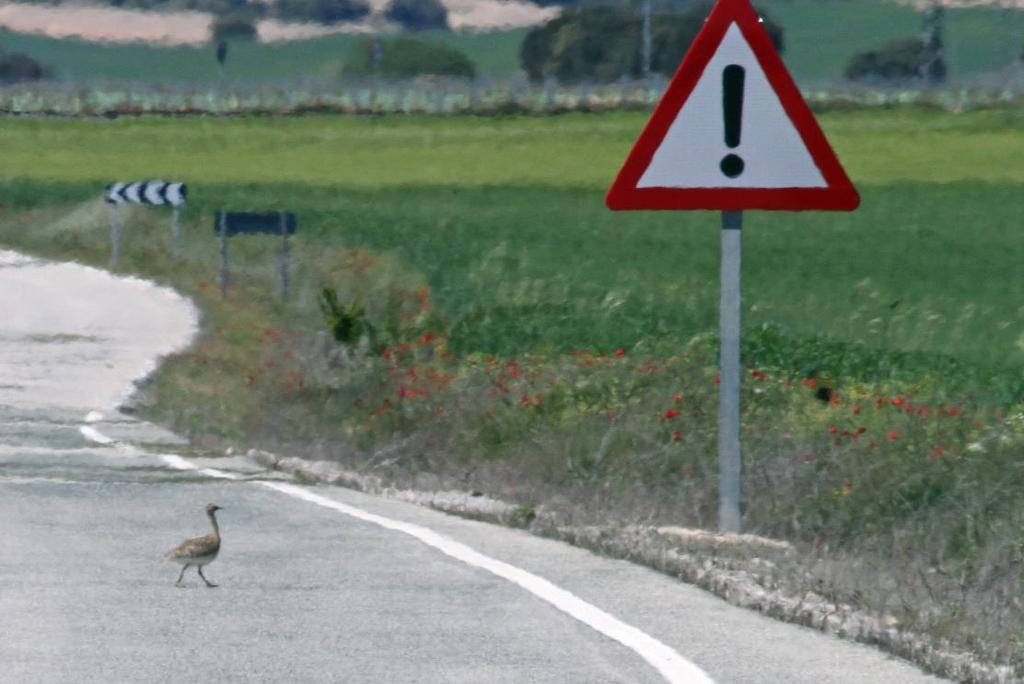 The bird stood up to reveal itself as a female Little Bustard and proceeded to walk along the road as if hitch-hiking for a lift.