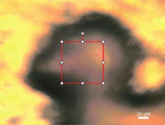 Double-clicking the head of the phoenix moves it to the center of the window, and the field of view is switched from the wide-view camera to the reflecting objective mirror (microscope camera).