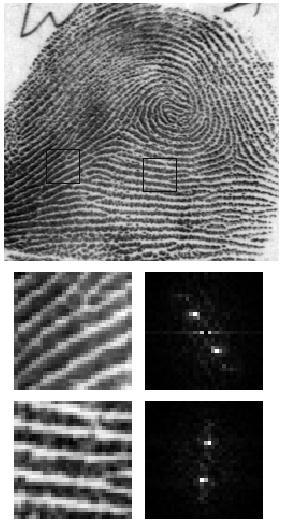 investigation is strictly performed based on fingerprint image enhancement.