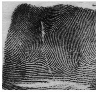 segments which are in alignment within certain tolerance and to remove false features such as the false minutiae structures of holes, spurs, spikes, and triangles if fingerprint matching is involved