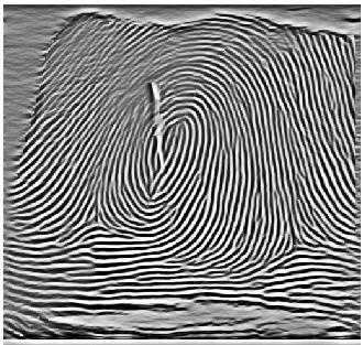 Figure 17: Enhanced fingerprint using Log-Gabor filters at three octaves with added DC value References [1] R. Rajkumar, and K.