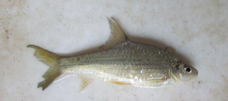 GENERAL ISSUES AT XAYABURI Fish population very diverse