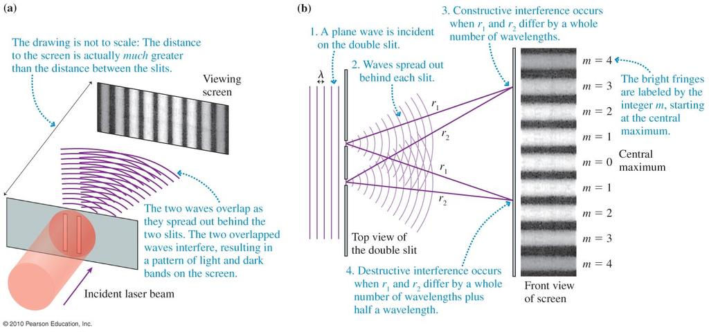 The Interference of Light Young s Double-Slit Experiment Light spreads out between each slit (diffraction), and the two spreading waves overlap in the region between the slits and a screen