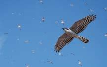 The use of saker-, peregrine and other falcons with various teams distributed over the day can create hostilities in the