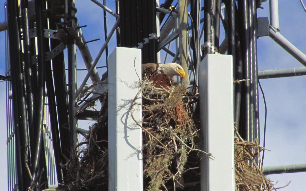 Bird Site Treatment Protocol The treatment of nest sites is highly dependent on the status of the nest (active or inactive), the species of bird inhabiting the nest and the state in which the tower