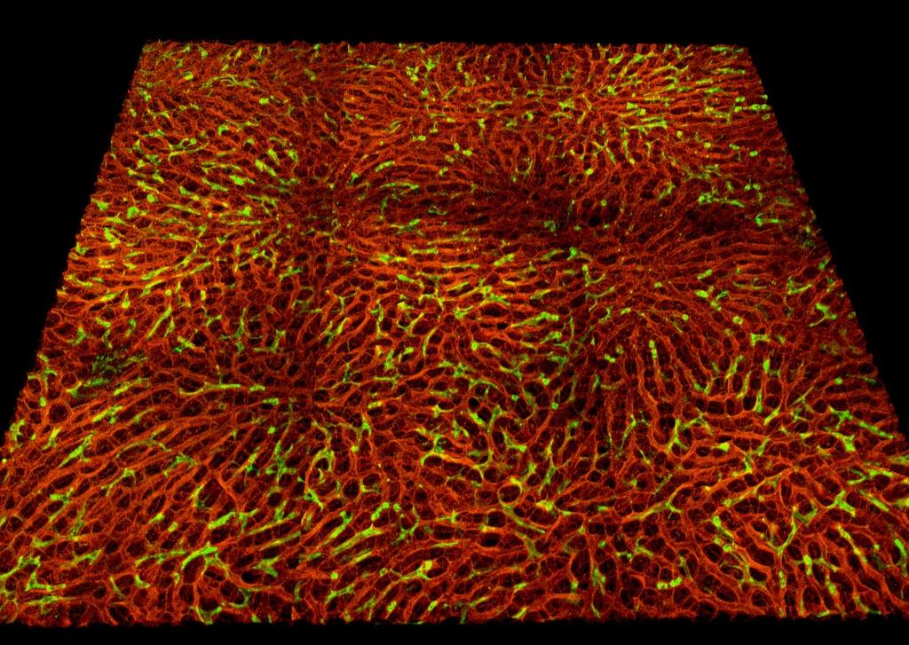 This image shows the liver of a (ROSA)26 ACTB- tdtomato- EGFP x LYS- M cre transgenic mouse. The liver tissue is red by the membrane targeted tdtomato- rot (mt) cassette.
