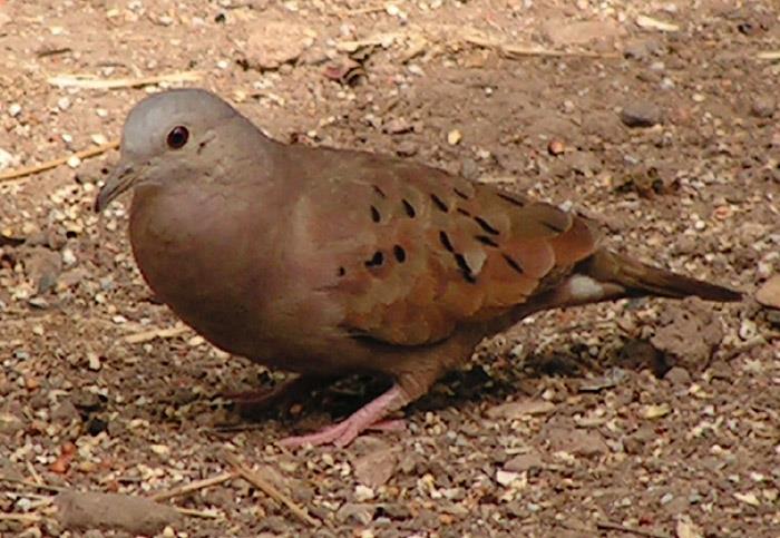 Columbina talpacoti (Ruddy Ground Dove) Family: Columbidae (Pigeons and Doves) Order: Columbiformes (Pigeons, Doves and Dodos) Class: Aves (Birds) Fig. 1. Ruddy ground dove, Columbina talpacoti.