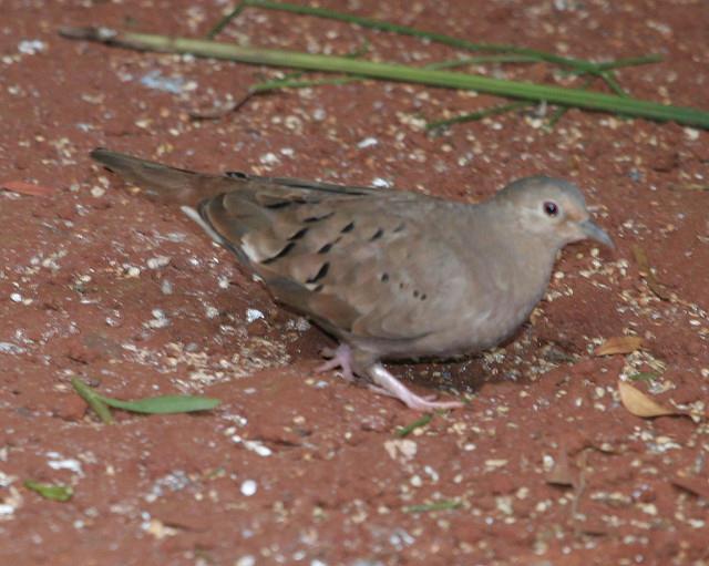 Fig. 2. Female ruddy ground dove. [https://www.flickr.