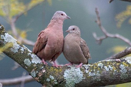 Fig. 4. Male and female ruddy ground dove resting on a branch. [http://www.arthurgrosset.