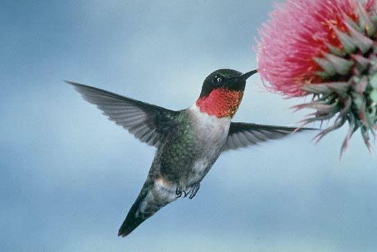 2nd Grade is for the birds the Ruby-Throated Hummingbird that is! 4. 26. Then, get ready to plant this April! The Ruby-Throated Hummingbird!