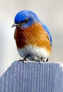 4th Grade is for the birds the Eastern Bluebird that is! 4. 26. Then, get ready to plant this April! The Eastern Bluebird!