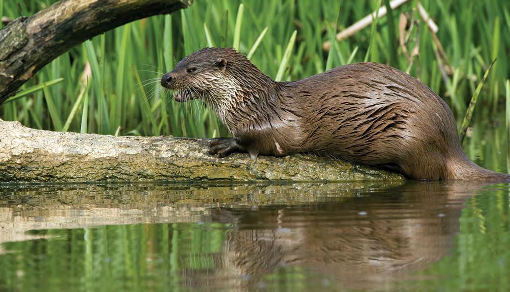 november urvey Alert he Otters Otters can be surveyed all year round under favourable weather conditions.