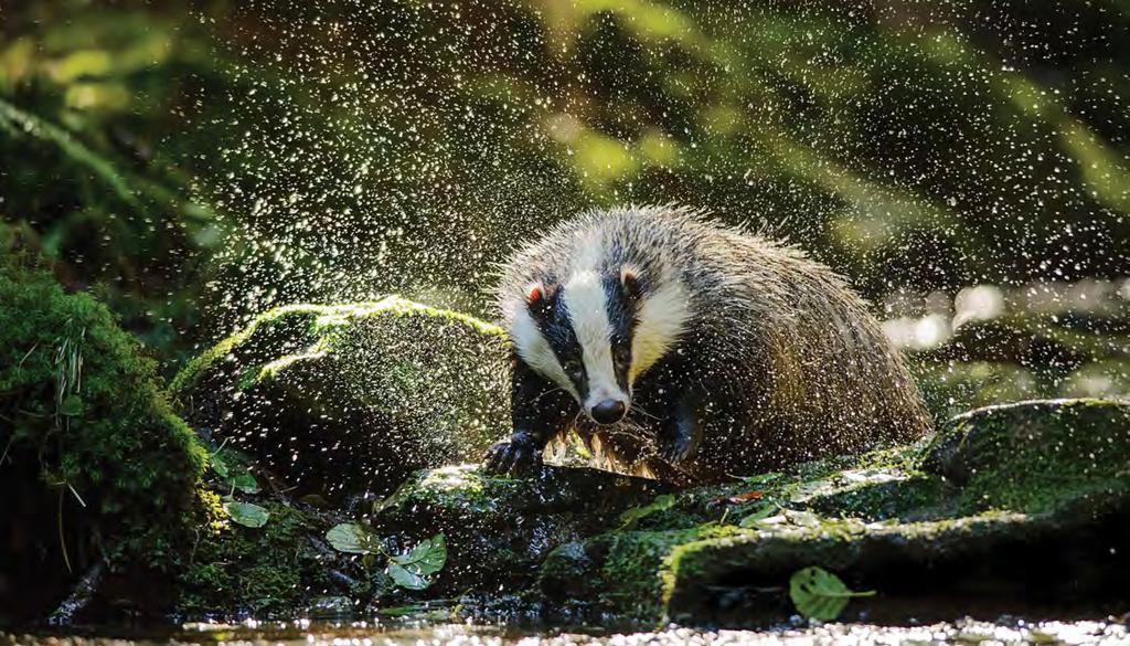 january urvey Alert he Badgers Next month (ebruary) is an optimal time for badger surveys; territorial activity is high and vegetation cover is low.