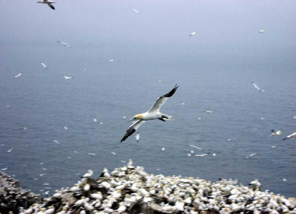 Northern Gannet Diets at Funk Island (1977-2006) Warm water prey: