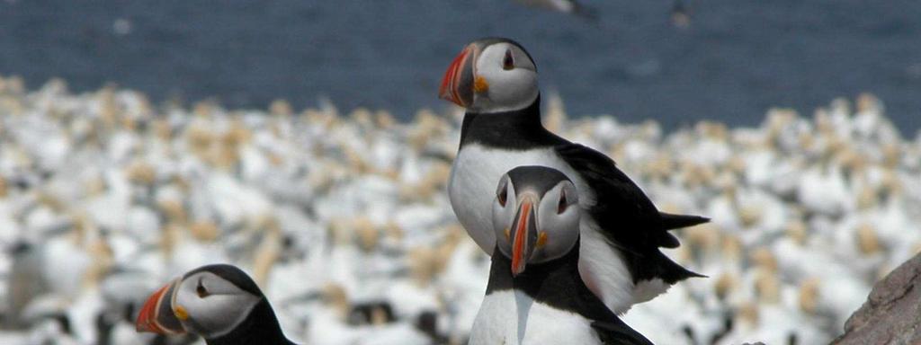 Using Seabirds as Indicators of Climate