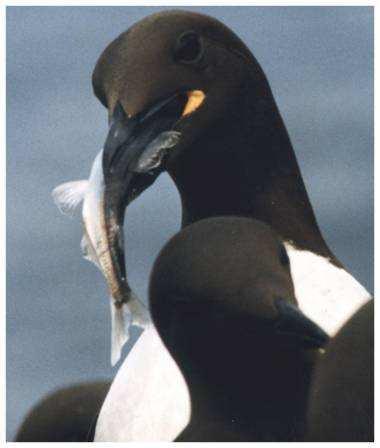 Seabird Responses to Changes in Capelin Distribution (1990s) southward shift