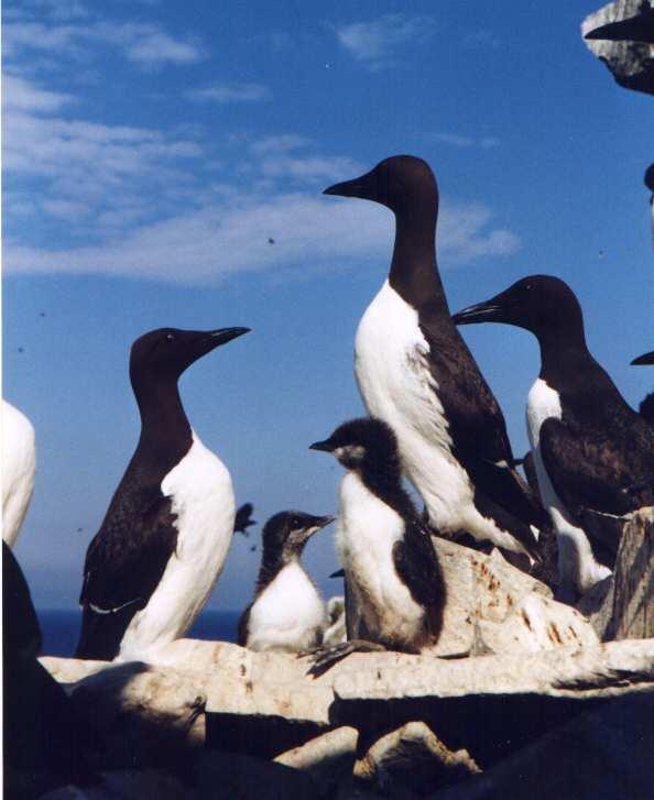 Seabird Responses to Changes in Capelin Biology (1990s) Capelin delayed