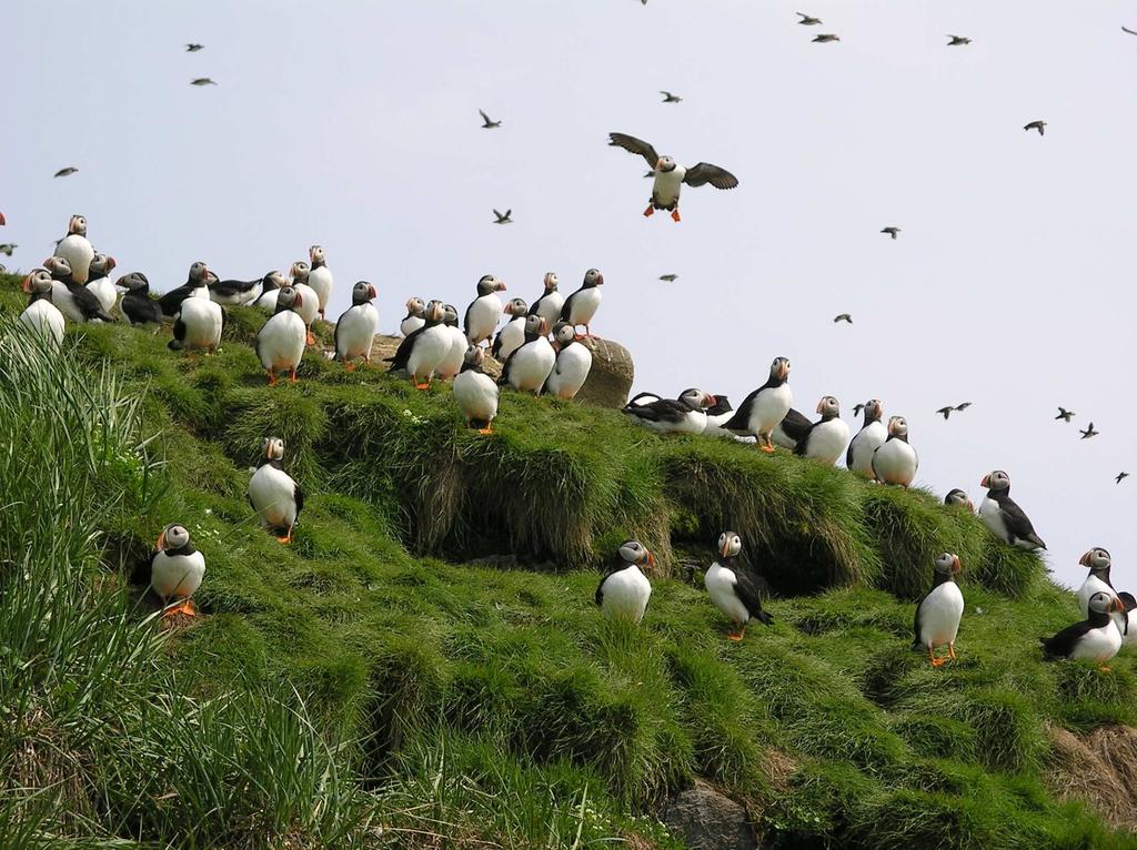 The Seabirds of the Gannet Islands