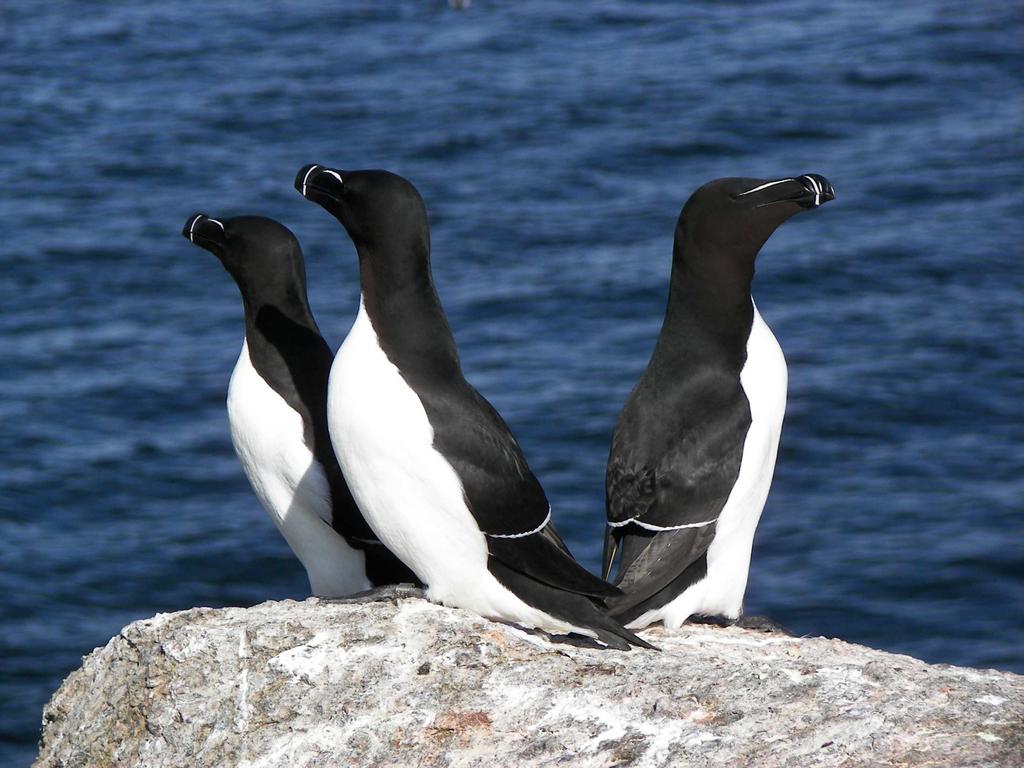 The Seabirds of the Gannet