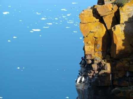 The Relationship between Seabirds and Climate Change Photo: G Donaldson possible effects of changes in sea ice extent