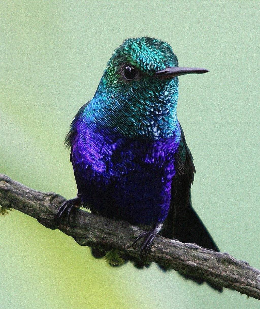Ecuador January and February 2011 Violet-bellied