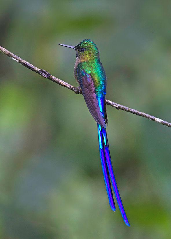 Violet-tailed