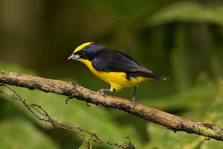 Thick-billed Euphonia 22 January: We spent our last shooting day at Refugio Paz de las