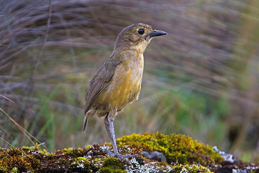 Tawny Antpitta 18-19 January: After our last breakfast in Guango, we headed over to the west side of the Andes and spent a